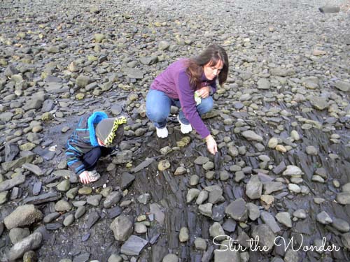 fossil hunt 9