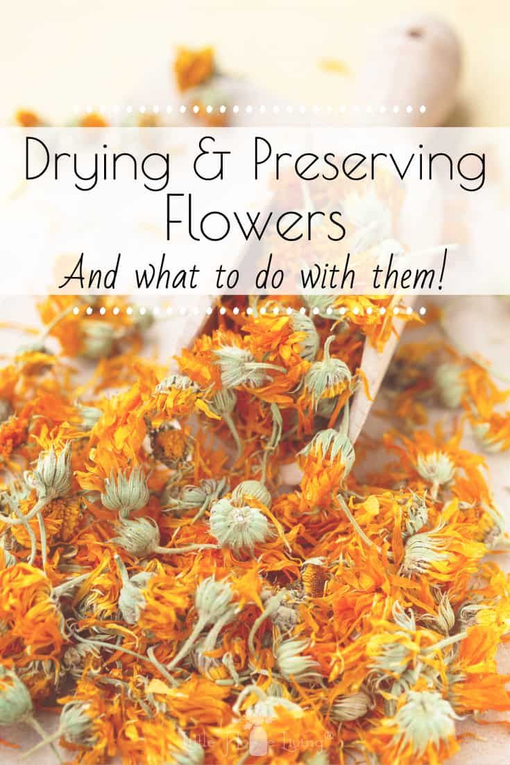 This may contain: dried flowers with the words, drying & preserveing flowers and what to do with them