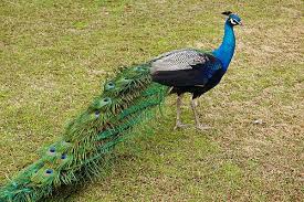 Noah's Ark Animal Sanctuary - Wikipedia
