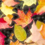 A picture containing indoor, colorful

Description automatically generated