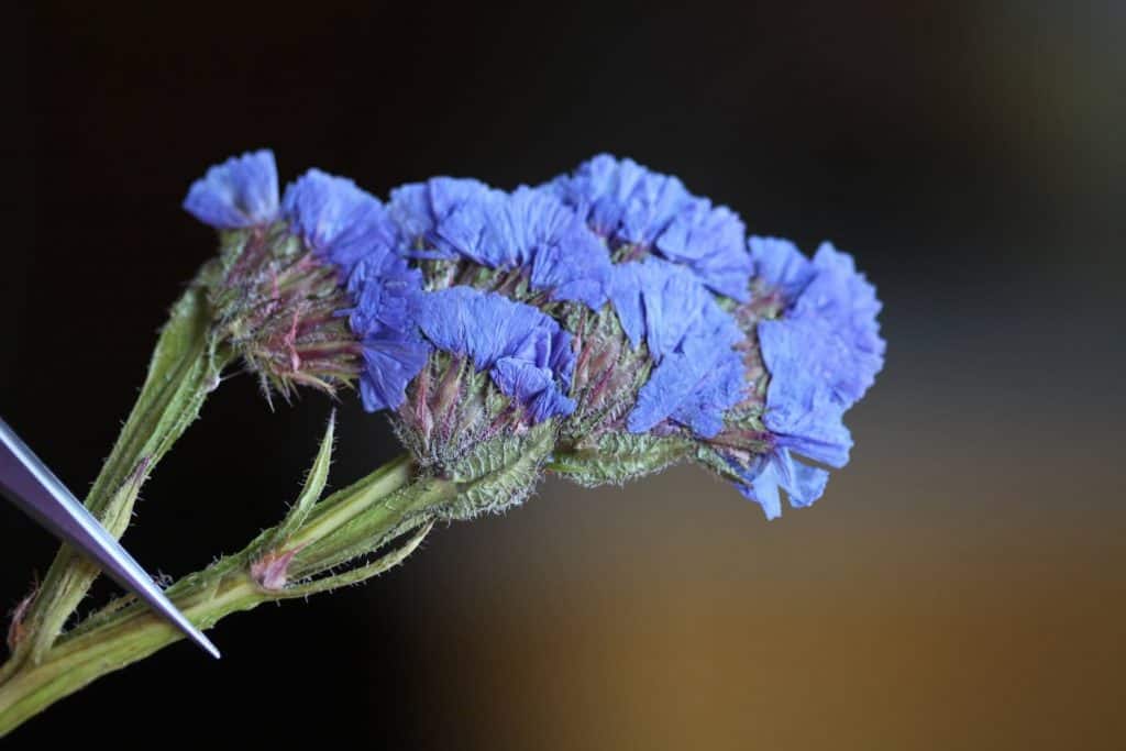 pressed statice flowers against a blurred dark background
