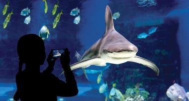 Shark Reef Aquarium