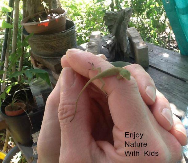 nature games catch a lizard
