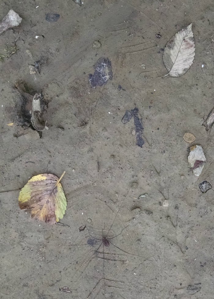 spider on mud by river