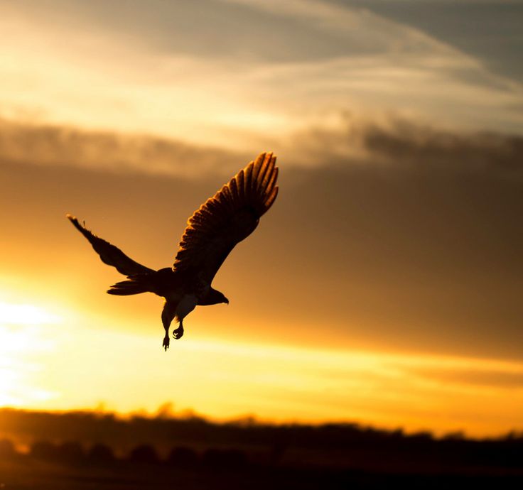 This may contain: a bird flying in the air at sunset