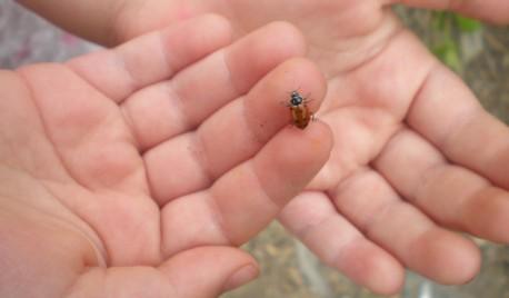 Playing With Lady Bugs — Mama Rosemary