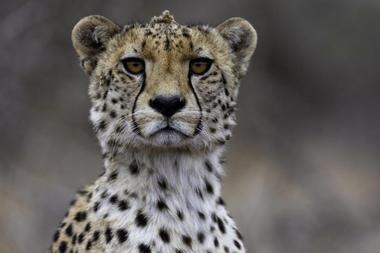 Animal Ark Wildlife Sanctuary