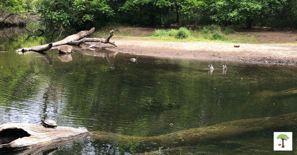 Nature photography of a beautiful creek oasis with a turtle on a log and ducks diving for food.
