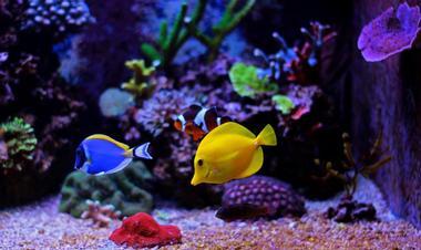 The Aquarium At The Silverton