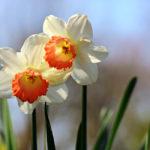 A close up of some flowers

Description automatically generated with medium confidence