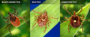 A Guide to Preventing Tick Bites