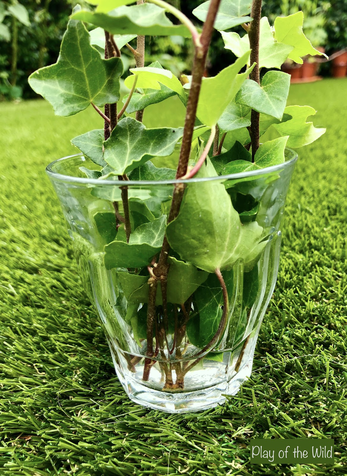 growing ivy from cuttings. Outdoor Autumn & Winter Garden Activities for Children