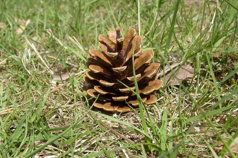 pine cone on the ground