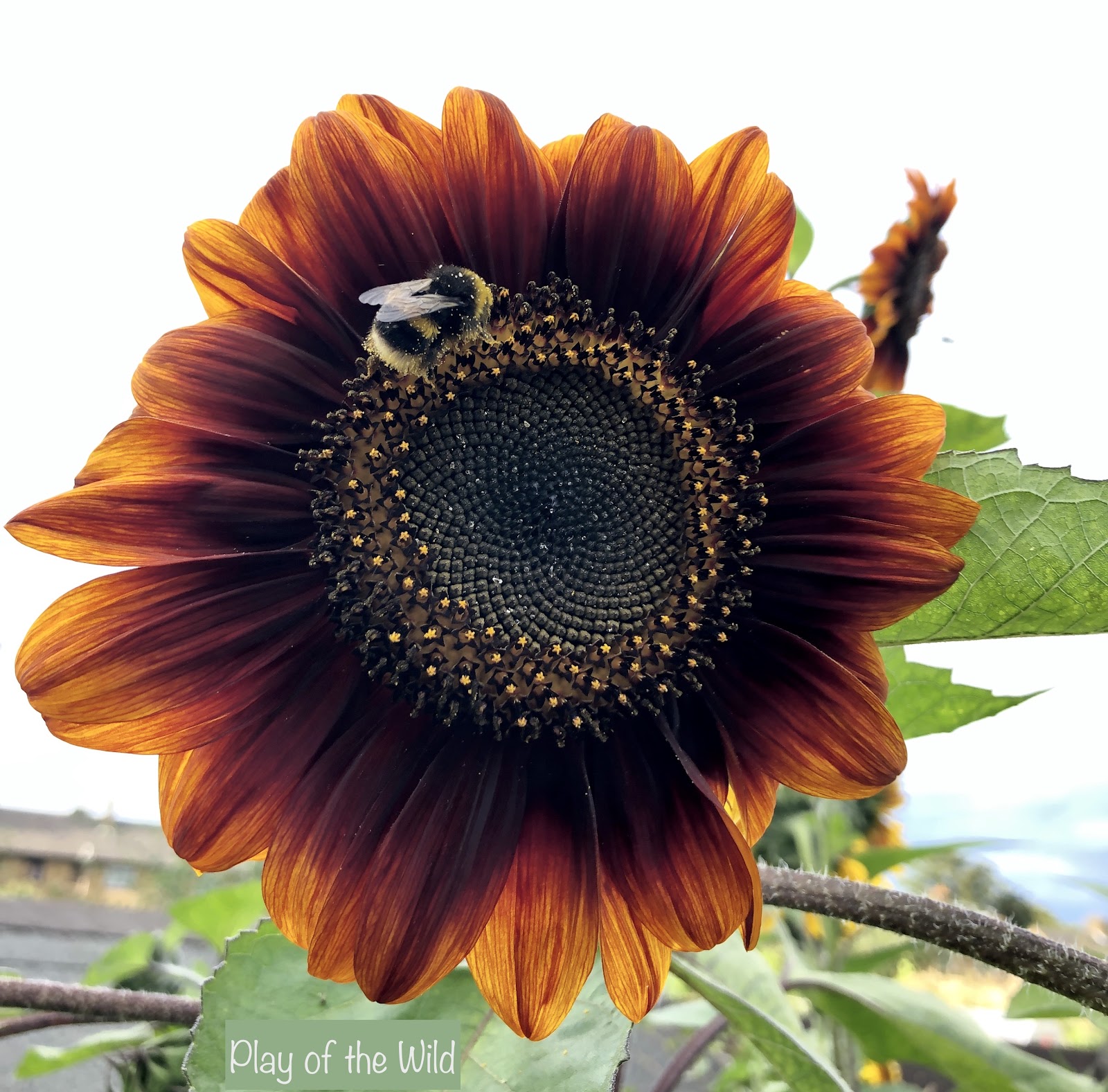 sunflower with bee