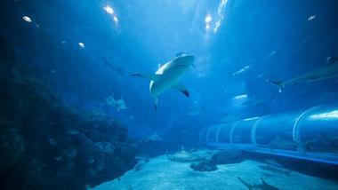 Shark Tank Tour