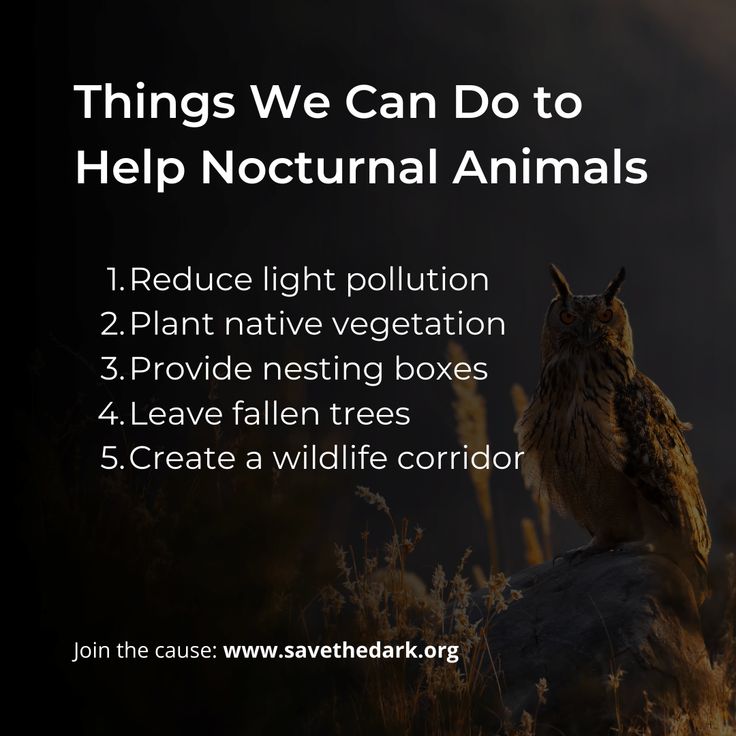 This may contain: an owl sitting on top of a rock with the words things we can do to help nocturnnal animals