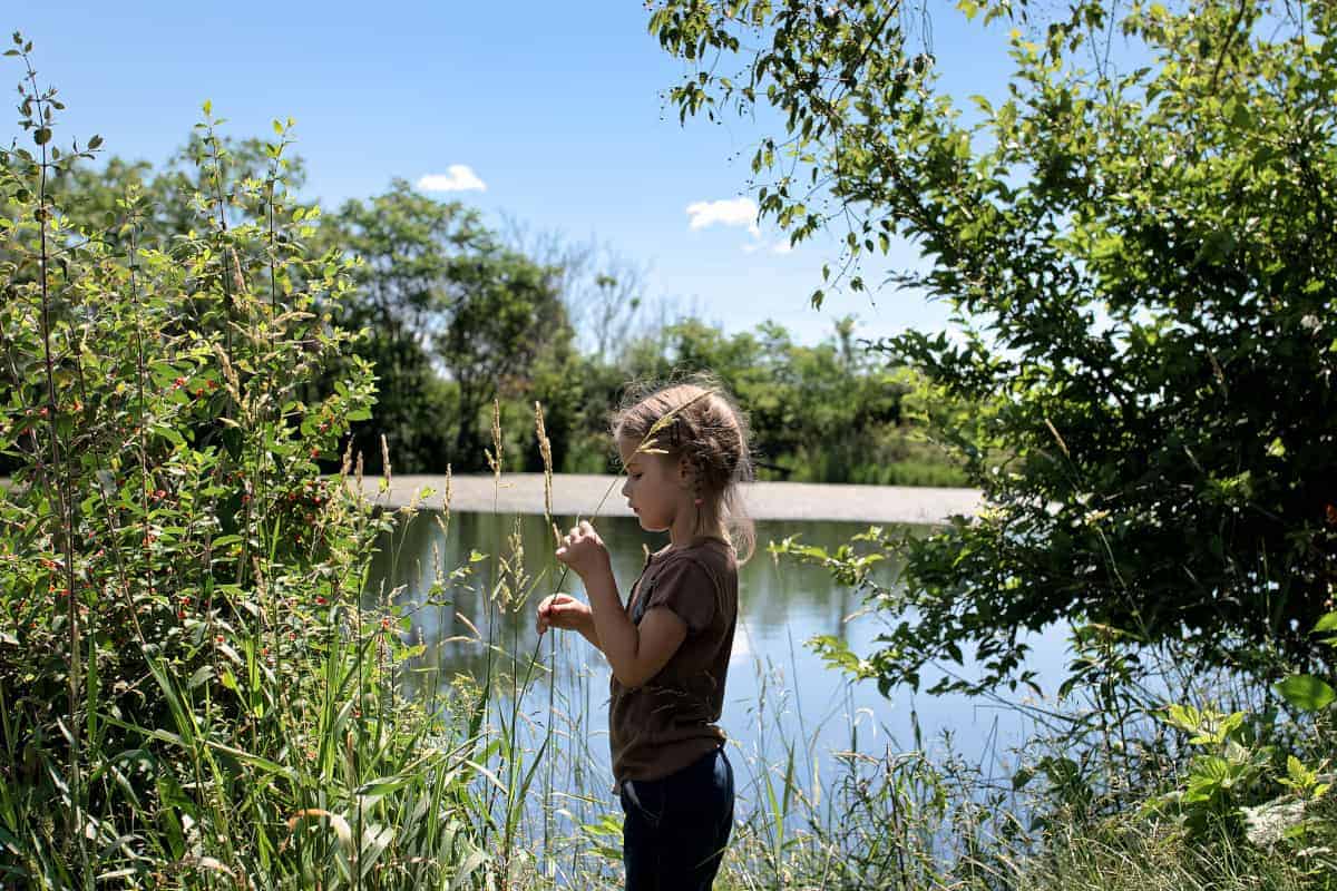 Pond Grass Nature Study