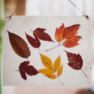 Fall leaves pressed in wax paper.