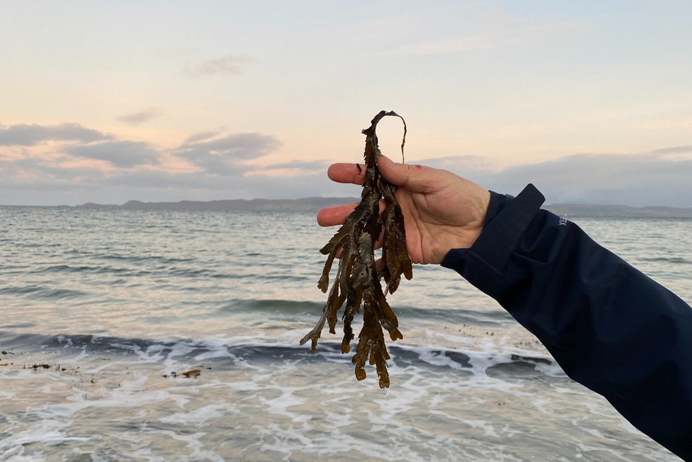 seaweed being collected for pressing in the western isles of scotland.