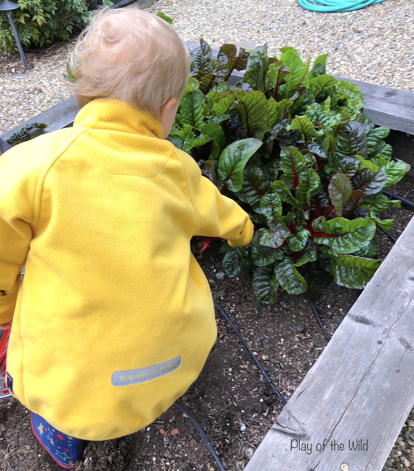 Outdoor Autumn & Winter Garden Activities for Children. harvesting rainbow chard / swiss chard.