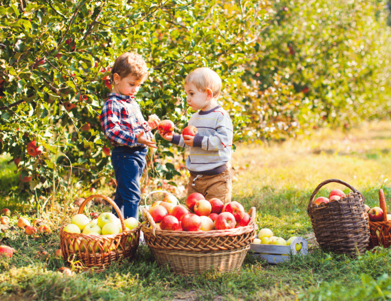 Two toddlers picking apples and enjoying their fall season.