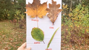 leaf scavenger hunt- toddler at play (14)
