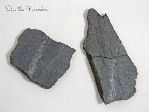fossils