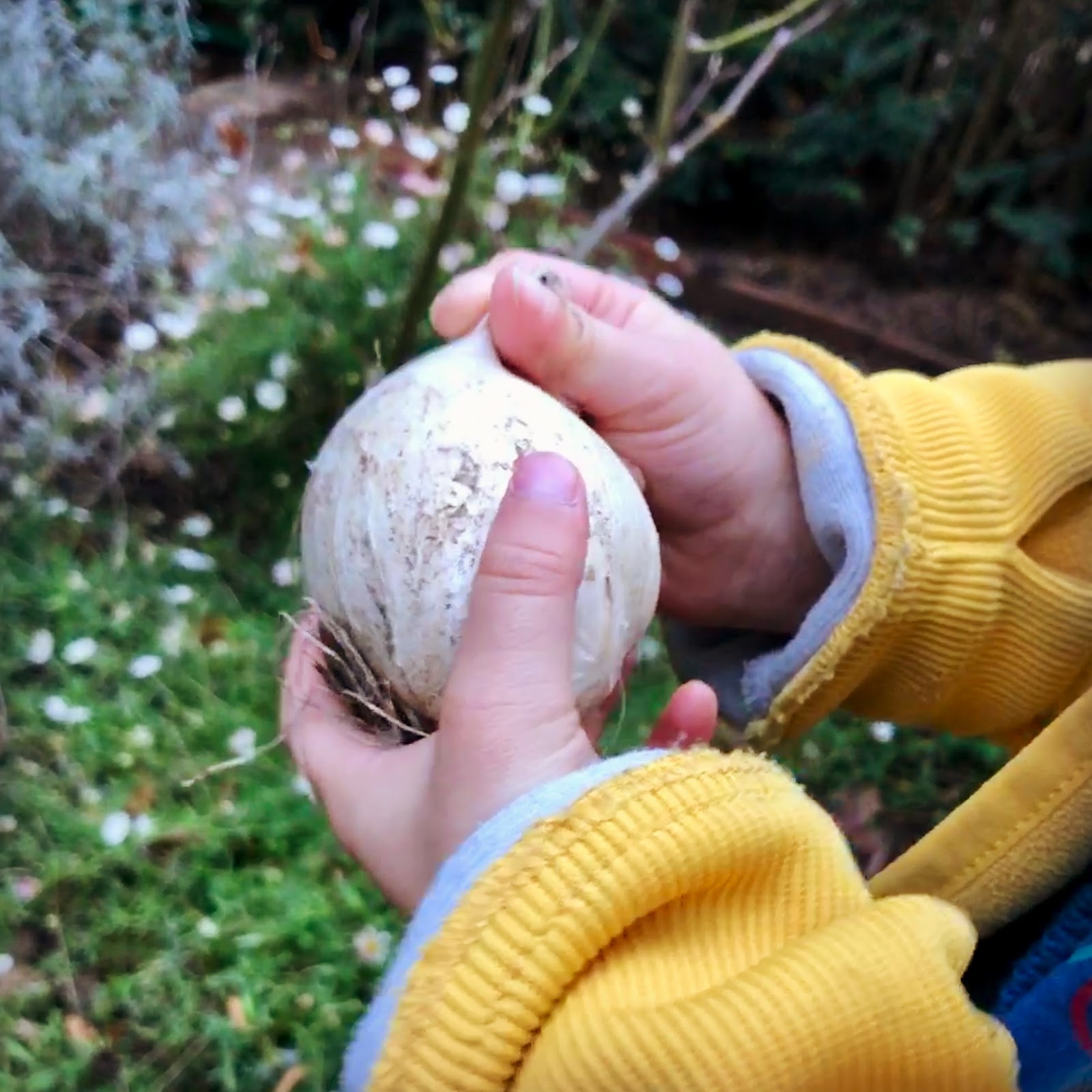 bulbs for kids to plant.