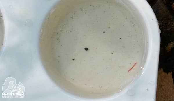 macroinvertabrates