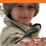 Chickadee Activity