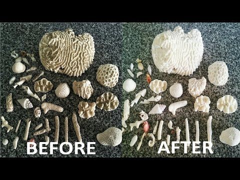 This may contain: the before and after pictures show different types of shells, corals, and sea urchins