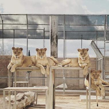 Lion Habitat Ranch