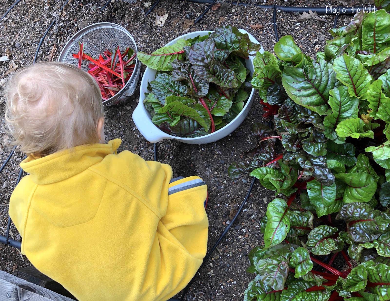 Outdoor Autumn & Winter Garden Activities for Children. picking swiss chard rainbow chard.