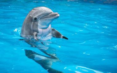 Secret Garden and Dolphin Habitat