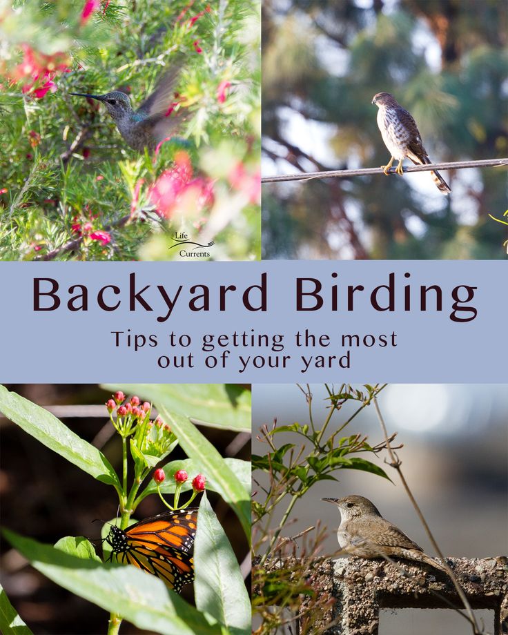 This may contain: the cover of backyard birding tips to getting the most out of your yard