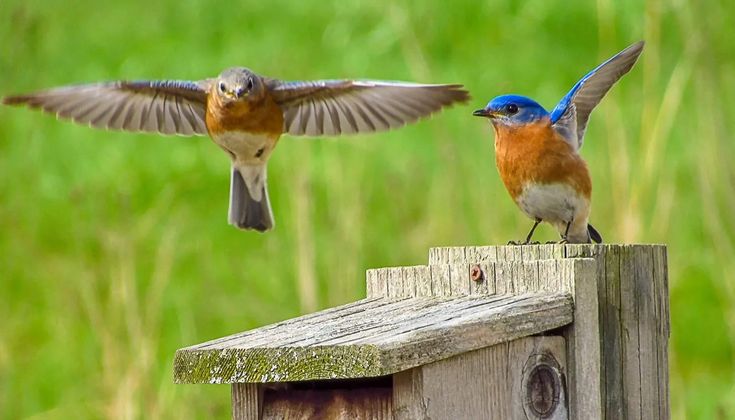 This may contain: two small birds perched on top of a wooden bird house next to each other in the grass