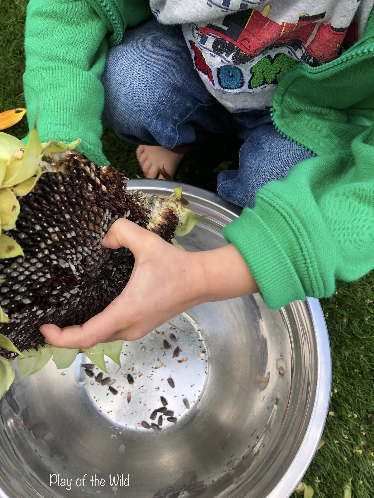 Outdoor Autumn & Winter Garden Activities for Children. collecting sunflower seeds.