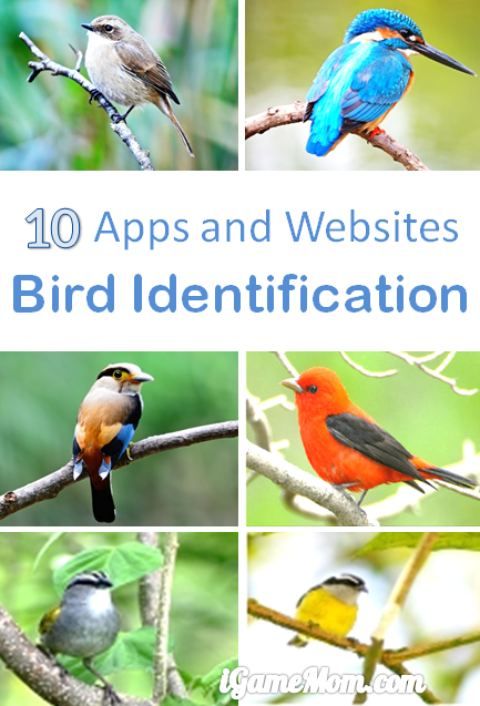 This may contain: birds sitting on branches with the words 10 apps and web sites bird identification written below
