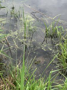 A picture containing outdoor, plant, grass, lush

Description automatically generated
