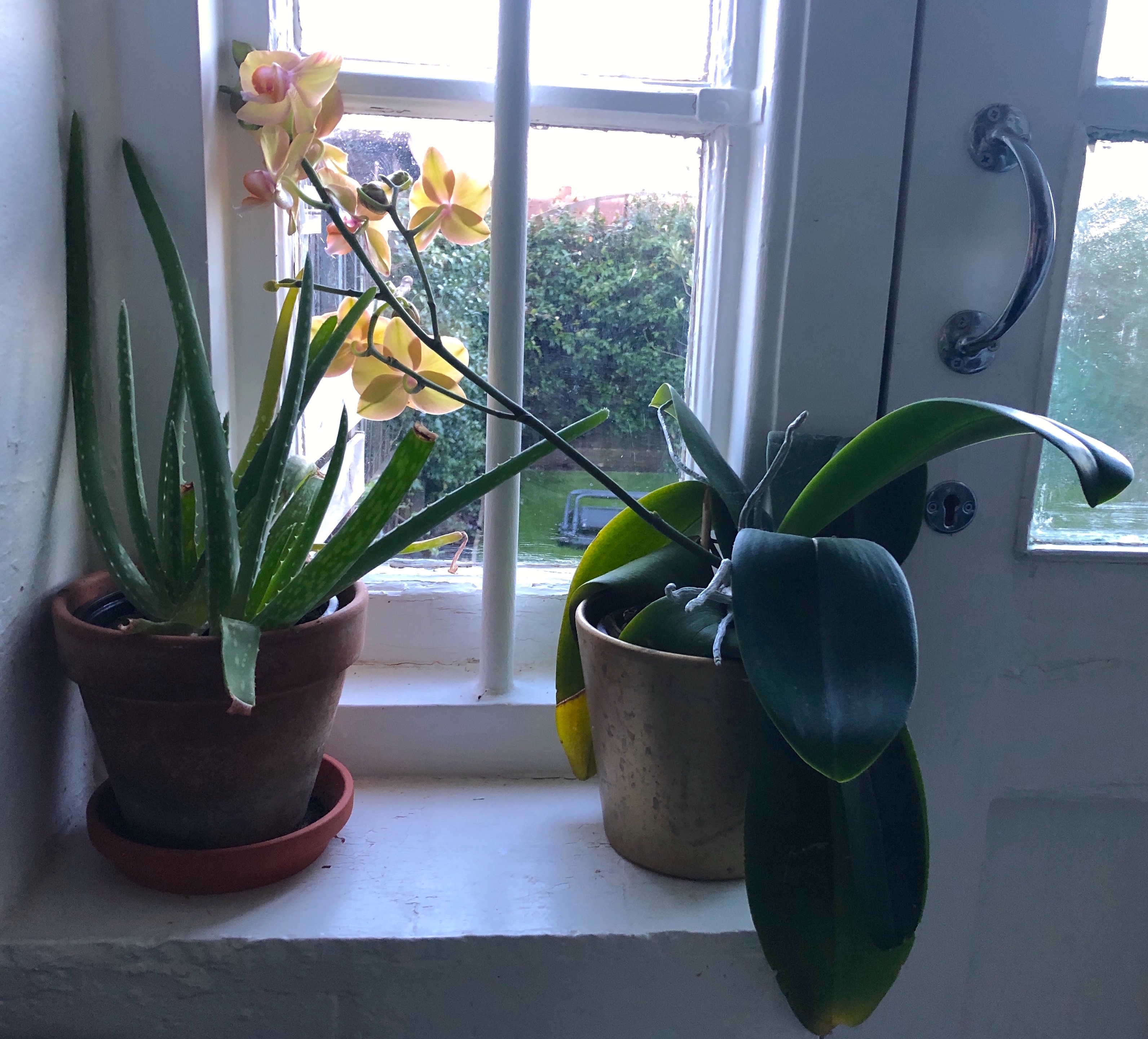 Quick Growing Indoor Plants for Home or Classroom. orchid and aloe plants.