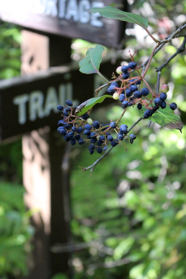 Wild Raisin Fruits