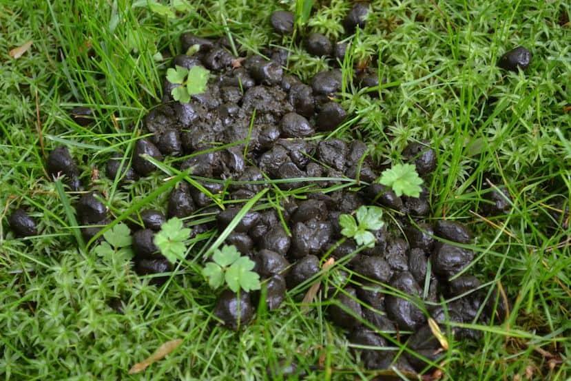 A group of mushrooms growing in the grass

Description automatically generated with low confidence