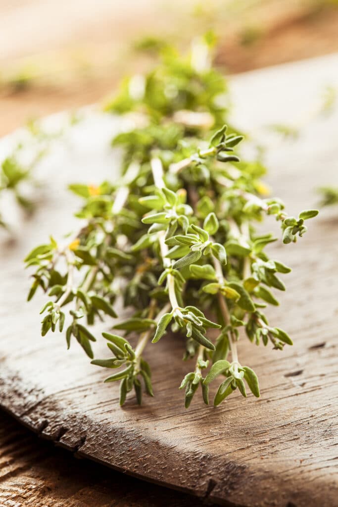 Raw Organic Green Thyme in a Bunch on a rustic wooden background. 