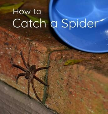 How to catch a spider