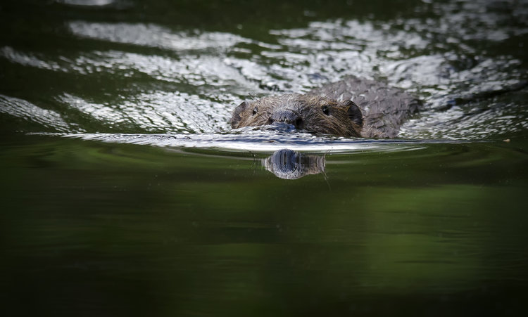 Beaver swimming. Photo: Jörgen Pettersson