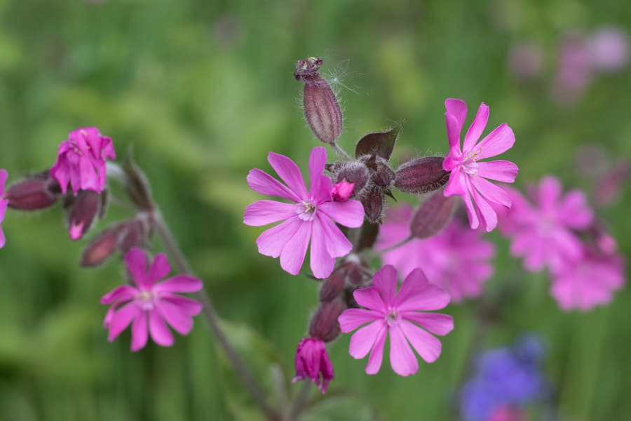 Close up photo of pink wildflowers