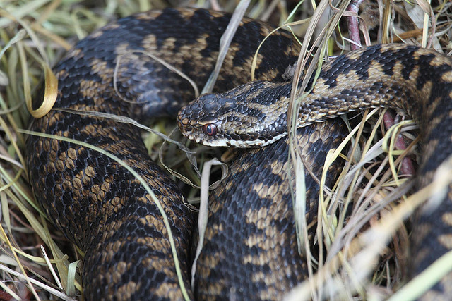 Adder that had been hiding under a corrugated tin sheet