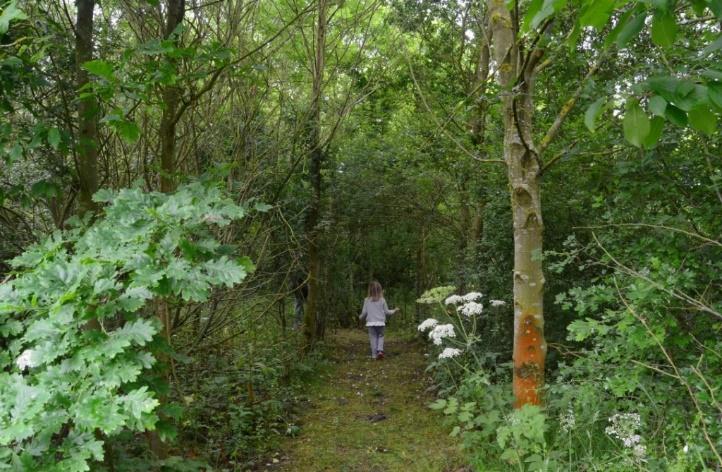 wildflower woodland