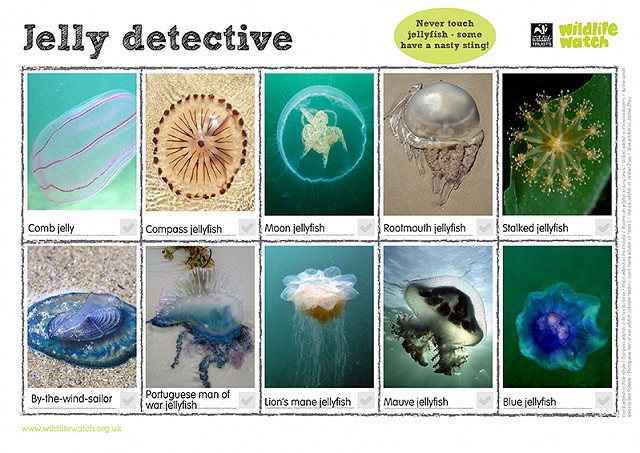 800 jellyfishdetective