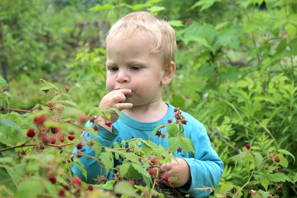 Child Foraging Raspberries